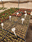 #EC230 EXACT Trichocereus Pachanoi OP Seedlings from Peru Cactus