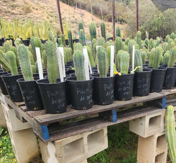 EC230 EXACT Trichocereus Pachanoi OP Seedlings from Peru Cactus