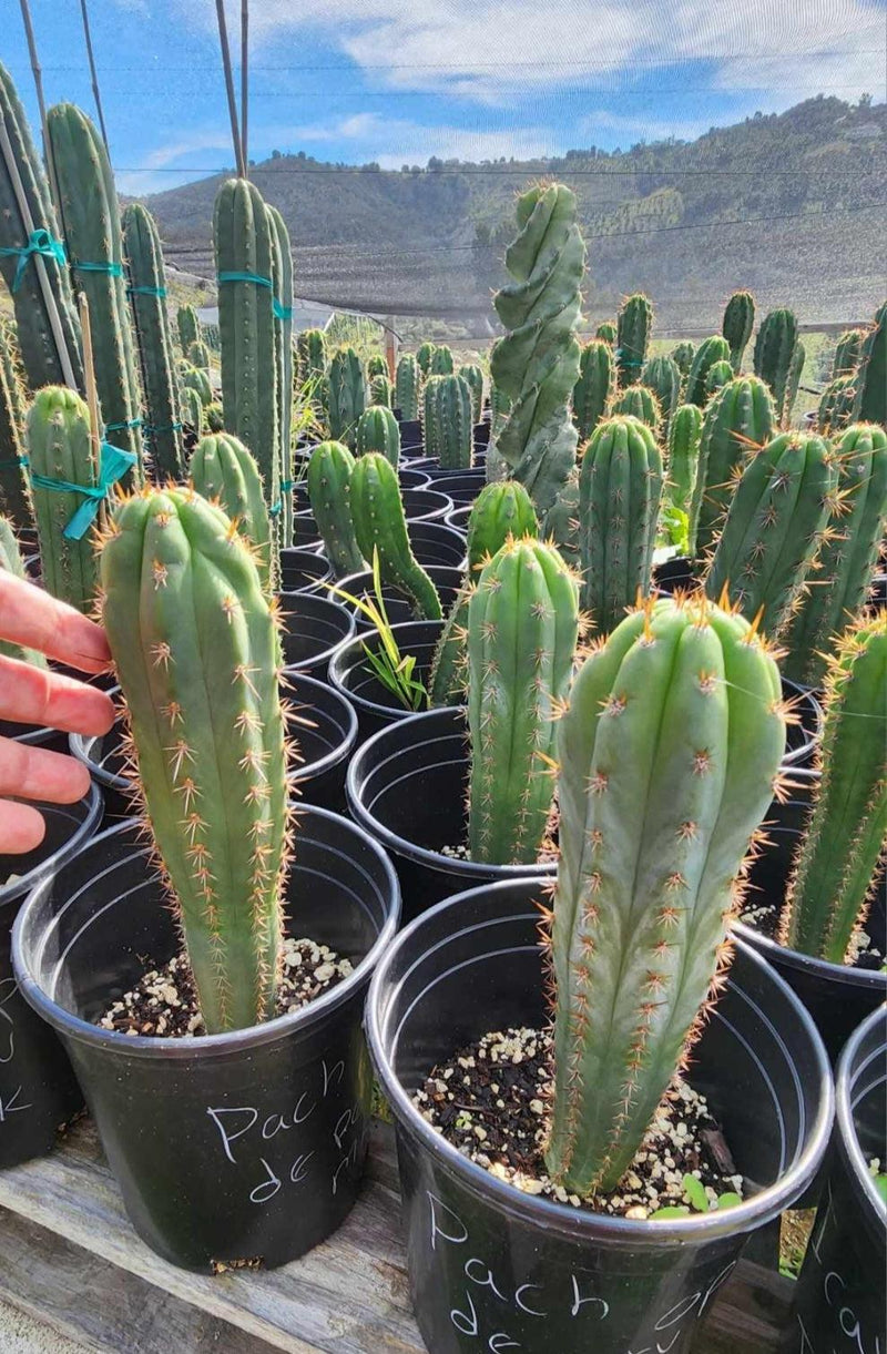 san pedro cactus seedlings EC230 EXACT Trichocereus Pachanoi OP Seedlings from Peru Cactus