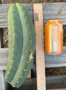 #EC231 EXACT Trichocereus Hybrid Scop X HZ Cactus Cutting 10-12"