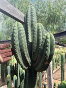 #EC231 EXACT Trichocereus Hybrid Scop X HZ Cactus Cutting 10-12"