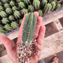 #EC233 EXACT Trichocereus Scopulicola Crocker X Scop Spud Seedling 3-4"