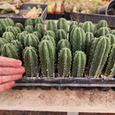 #EC233 EXACT Trichocereus Scopulicola Crocker X Scop Spud Seedling 3-4"