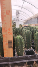 #EC233 EXACT Trichocereus Scopulicola Crocker X Scop Spud Seedling 3-4"