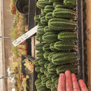 #EC233 EXACT Trichocereus Scopulicola Crocker X Scop Spud Seedling 3-4"