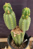 #EC234 EXACT Trichocereus Pachanoi Mt. Geronimo Cactus 13”