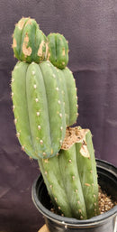#EC234 EXACT Trichocereus Pachanoi Mt. Geronimo Cactus 13”