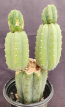 #EC234 EXACT Trichocereus Pachanoi Mt. Geronimo Cactus 13”