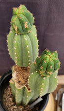 #EC234 EXACT Trichocereus Pachanoi Mt. Geronimo Cactus 13”