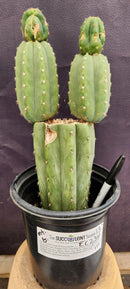 #EC234 EXACT Trichocereus Pachanoi Mt. Geronimo Cactus 13”