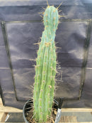#EC236 EXACT Trichocereus "Lost Label" Cactus 18”