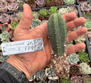 #EC237 EXACT Trichocereus Hybrid Dr. G Scop X FR991 Scop Cactus Seedling 4”