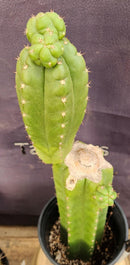 #EC238 EXACT Trichocereus Pachanoi  "Awful" Ornamental Cactus Cutting 18"