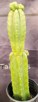 #EC238 EXACT Trichocereus Pachanoi  "Awful" Ornamental Cactus Cutting 18"