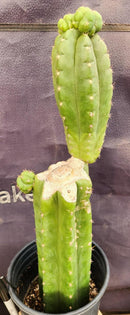 #EC238 EXACT Trichocereus Pachanoi  "Awful" Ornamental Cactus Cutting 18"