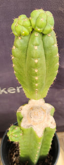 #EC238 EXACT Trichocereus Pachanoi  "Awful" Ornamental Cactus Cutting 18"