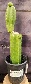 #EC238 EXACT Trichocereus Pachanoi  "Awful" Ornamental Cactus Cutting 18"