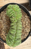 #EC239 EXACT Trichocereus Pachanoi Crested Cactus in 8” Container