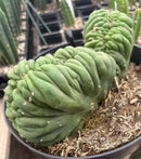 #EC239 EXACT Trichocereus Pachanoi Crested Cactus in 8” Container