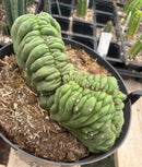 #EC239 EXACT Trichocereus Pachanoi Crested Cactus in 8” Container