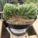 #EC239 EXACT Trichocereus Pachanoi Crested Cactus in 8” Container