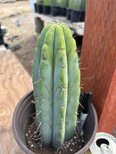 #EC241 EXACT Trichocereus Bridgesi SGC01 Cactus 9.5”