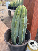 #EC241 EXACT Trichocereus Bridgesi SGC01 Cactus 9.5”