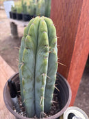 #EC241 EXACT Trichocereus Bridgesi SGC01 Cactus 9.5”
