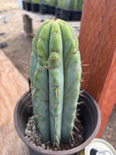 #EC241 EXACT Trichocereus Bridgesi SGC01 Cactus 9.5”
