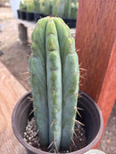 #EC241 EXACT Trichocereus Bridgesi SGC01 Cactus 9.5”