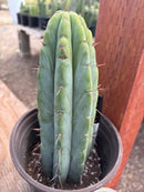 #EC241 EXACT Trichocereus Bridgesi SGC01 Cactus 9.5”