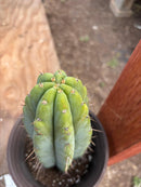 #EC241 EXACT Trichocereus Bridgesi SGC01 Cactus 9.5”