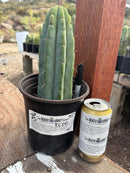 #EC241 EXACT Trichocereus Bridgesi SGC01 Cactus 9.5”