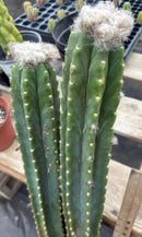#EC242 EXACT Trichocereus Pachanoi PC 2 LONG Cactus Cuttings w flower buds