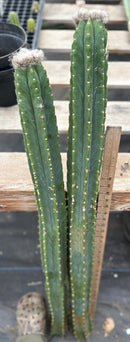 #EC242 EXACT Trichocereus Pachanoi PC 2 LONG Cactus Cuttings w flower buds