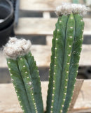 #EC242 EXACT Trichocereus Pachanoi PC 2 LONG Cactus Cuttings w flower buds