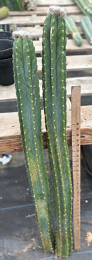 #EC242 EXACT Trichocereus Pachanoi PC 2 LONG Cactus Cuttings w flower buds