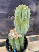 #EC243 EXACT Trichocereus Peruvianus TSSBP #537 Ornamental Cactus 13”