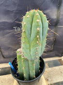 #EC243 EXACT Trichocereus Peruvianus TSSBP #537 Ornamental Cactus 13”