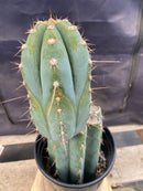#EC243 EXACT Trichocereus Peruvianus TSSBP #537 Ornamental Cactus 13”