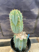#EC243 EXACT Trichocereus Peruvianus TSSBP #537 Ornamental Cactus 13”