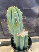 #EC243 EXACT Trichocereus Peruvianus TSSBP #537 Ornamental Cactus 13”