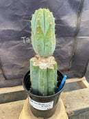#EC243 EXACT Trichocereus Peruvianus TSSBP #537 Ornamental Cactus 13”