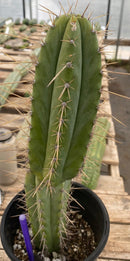 #EC244 EXACT Trichocereus Ornamental Cactus 14.5"