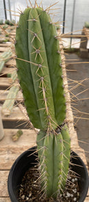 #EC244 EXACT Trichocereus Ornamental Cactus 14.5"
