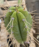 #EC244 EXACT Trichocereus Ornamental Cactus 14.5"