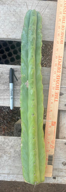 #EC246 EXACT Trichocereus Bridgesii Jiimz Twin Spine LONG Cactus Cuttings