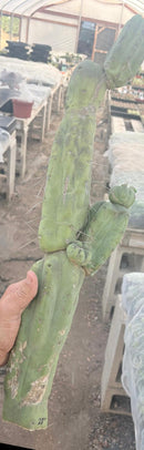 #EC246 EXACT Trichocereus Bridgesii Jiimz Twin Spine LONG Cactus Cuttings