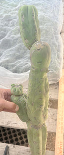 #EC246 EXACT Trichocereus Bridgesii Jiimz Twin Spine LONG Cactus Cuttings