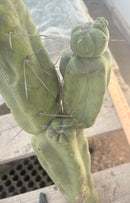 #EC246 EXACT Trichocereus Bridgesii Jiimz Twin Spine LONG Cactus Cuttings